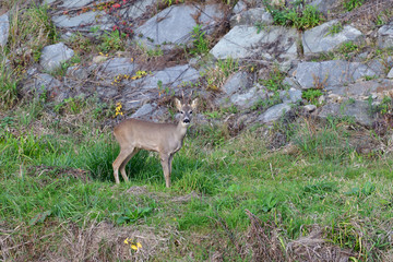 Roe deer with antlers jumping on the rock meadow 