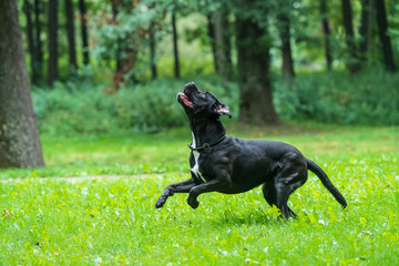 Portrait of a Cane Corso dog breed on a nature background. Dog running and playing ball on the grass in summer. Italian mastiff puppy.