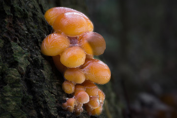 Mushrooms in the forest, photographed in the Czech Republic, Europe