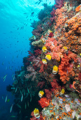 Fototapeta na wymiar Red soft coral off of Fiji with fish