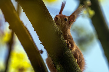 Eurasian Red Squirrel - (Sciurus vulgaris) Cute arboreal, long-tailed rodent, climbing in the tree. Adorable curious mammal. Portrait of eurasian squirrel in natural environment. Concept: animals