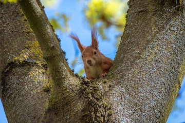 Eurasian Red Squirrel - (Sciurus vulgaris) Cute arboreal, long-tailed rodent, climbing in the tree. Adorable curious mammal. Portrait of eurasian squirrel in natural environment. Concept: animals