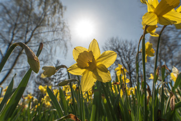 Obraz premium The narcissus (Narcissus) form a plant genus in the subfamily of Amaryllidoideae within the family Amaryllis (Amaryllidaceae). Concept: flowers and plants or springtime