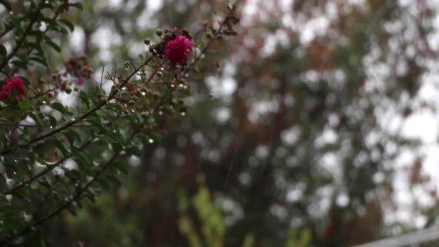 Pink flower with raining background.
