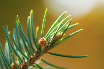 The branches of spruce and pine close-up for postcards. New Year and Christmas is coming