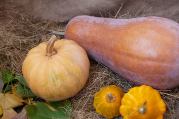 Colorful autumn decoration of pumpkins