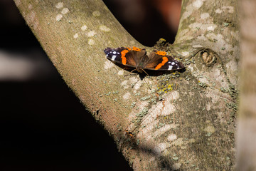 The Red admiral butterfly Vanessa atalanta sits on a gray maple tree on a sunny day spreading its...