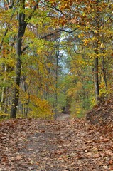 Weg führt durch Herbstwald