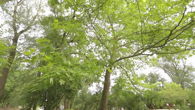 Big maple in the park, green big maple, Maple leaves sway in the wind