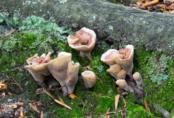 Mushrooms in the forest, photographed in the Czech Republic, Europe