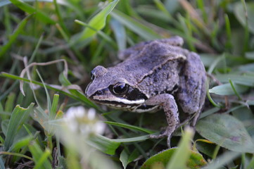 toad