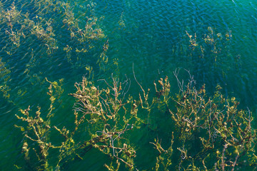 Fototapeta na wymiar Abandoned flooded quarry with tree branches in green water, close shot.