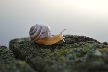 snail
