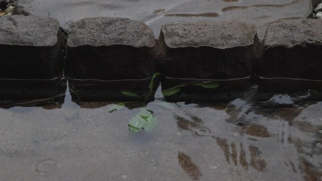 Puddle of rain water.