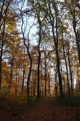 Fototapeta premium Herbstwald im Gegenlicht