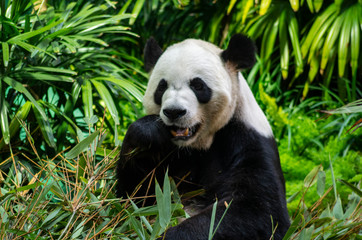 Naklejka premium Giant Panda Bear Eating Bamboo