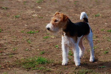 Dog breed Fox terrier