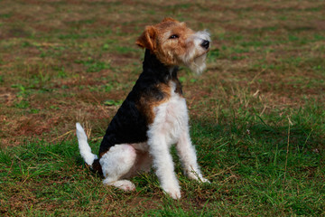 Dog breed Fox terrier