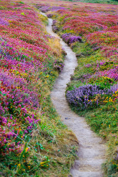 France, Brittany, cote d'armor, cap Frehal,  pathway through heather
