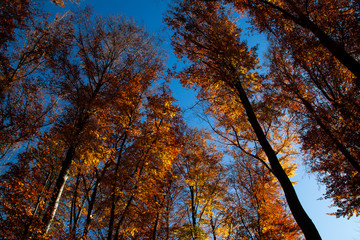 Landschaften und Licht, Herbst