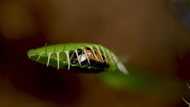 Venus flytrap captures live food. Close up of insect caught in a carnivorous plant. Ladybug captured in the leaves of a Venus Flytrap plant. 
