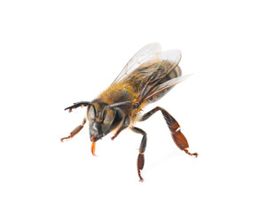 Beautiful honeybee on white background. Domesticated insect