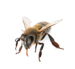 Beautiful honeybee on white background. Domesticated insect