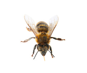Beautiful honeybee on white background. Domesticated insect