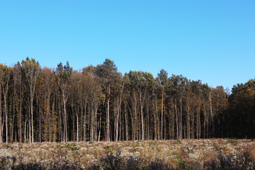 Picturesque landscape with autumn forest and meadow