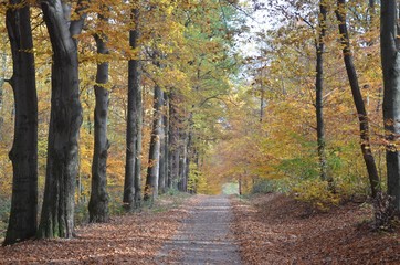 Weg führt durch sonnig herbstlichen Wald