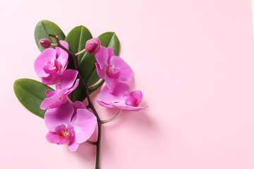 Beautiful orchid flowers with leaves on color background, top view with space for text. Tropical...
