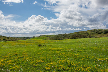 Fototapeta na wymiar A green meadow with yellow and white wild flowers and blue sky with white clouds in Denmark