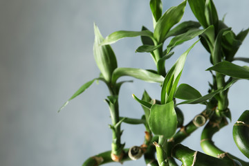 Fototapeta na wymiar Green bamboo plant on color background, closeup