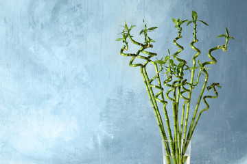 Bamboo plant in glass vase on color background. Space for text