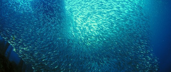 Large shoal of fish, Blacktip sardinella (Sardinella melanura) ripples and sways under a jetty,...