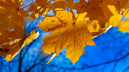 Fototapeta na wymiar autumn leaves of Norway maple (Acer platanoides)