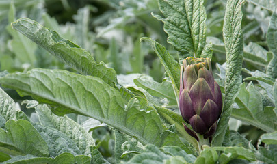 growing green artichoke 