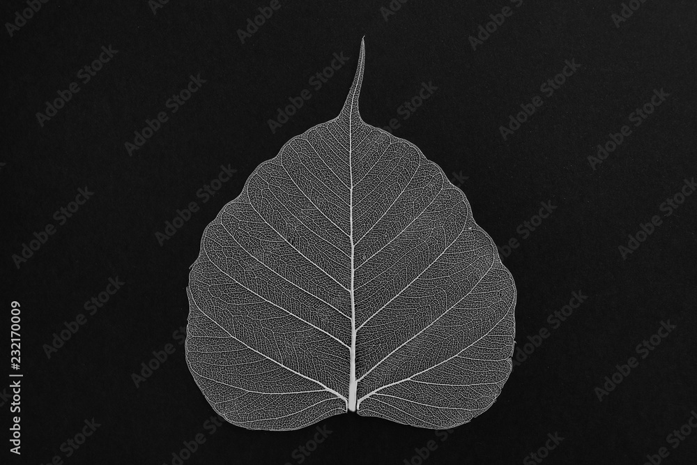 Wall mural beautiful decorative skeleton leaf on black background, top view