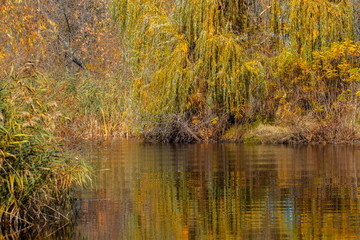  yellowed willow on the bank of a dark river in autumn