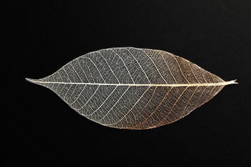 Beautiful decorative skeleton leaf on black background, top view