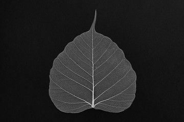 Beautiful decorative skeleton leaf on black background, top view