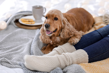Cute Cocker Spaniel dog with warm blanket lying near owner on bed at home. Cozy winter