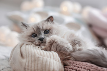 Cute cat with knitted blanket in basket at home. Warm and cozy winter