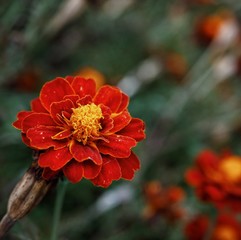 Polonne / Ukraine - 7 November 2018: Flounder of blackberry on a blurry background