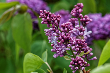 Obraz na płótnie Canvas Spring Lilac