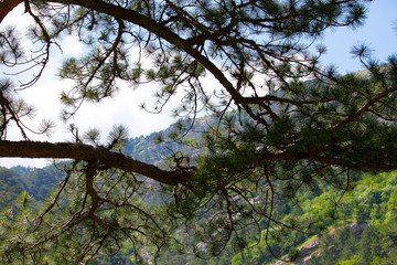 tree branches are closing their leaves Valley