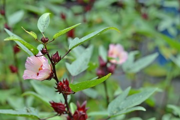 Hibiscus sabdariffa or roselle flower,  its tree is prepared as a red beverage of cold drink or hot tea.