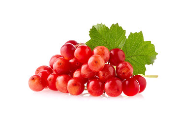 Viburnum isolated on white background