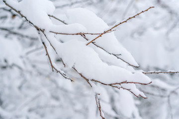 A branch of a tree in the snow close up. snowy winter concept
