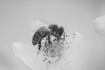 Infrared Bee on flower